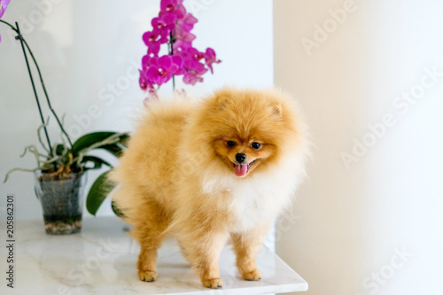 Adult Orange Pomeranian Spitz