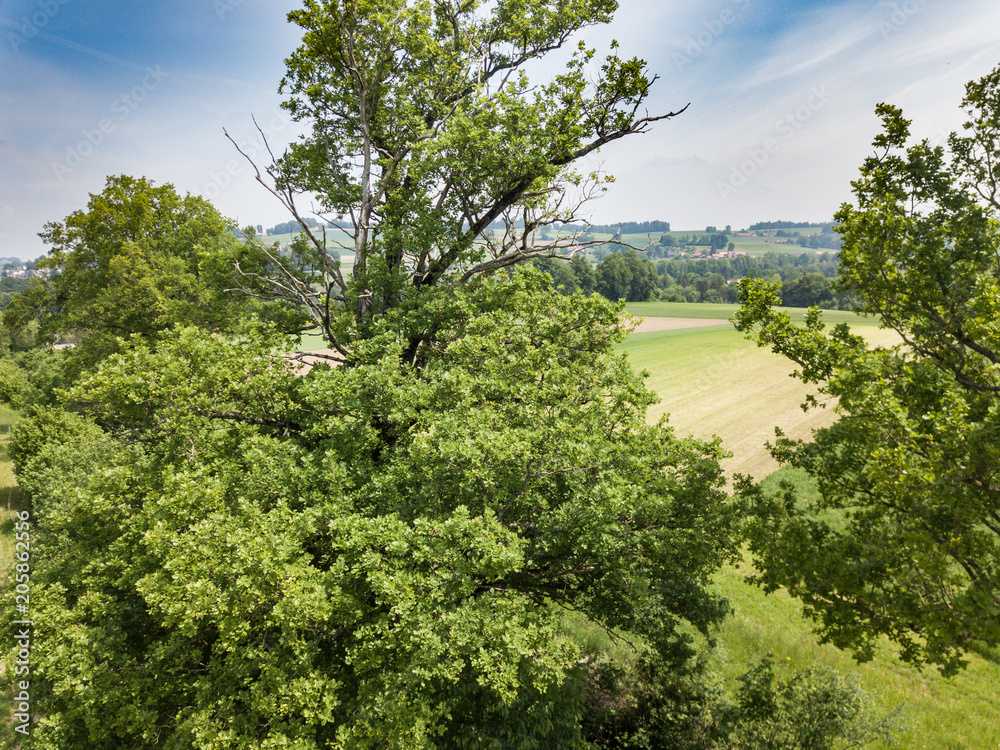 Obraz premium Aerial view of forest in rural landscape in Switzerland on a warm summer day