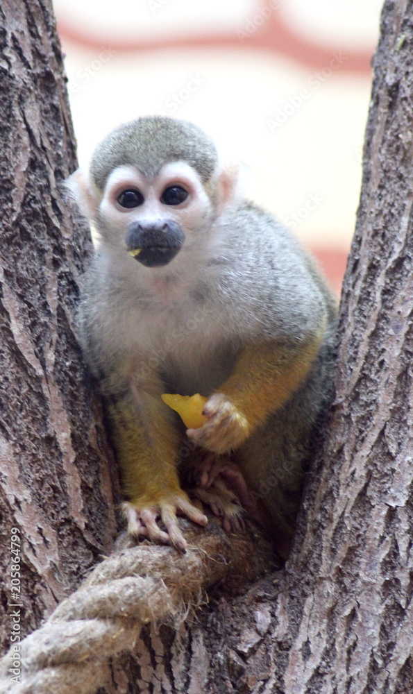 Fototapeta premium little exotic monkey