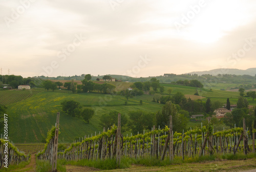 Agricultural fields with rows of wine vines