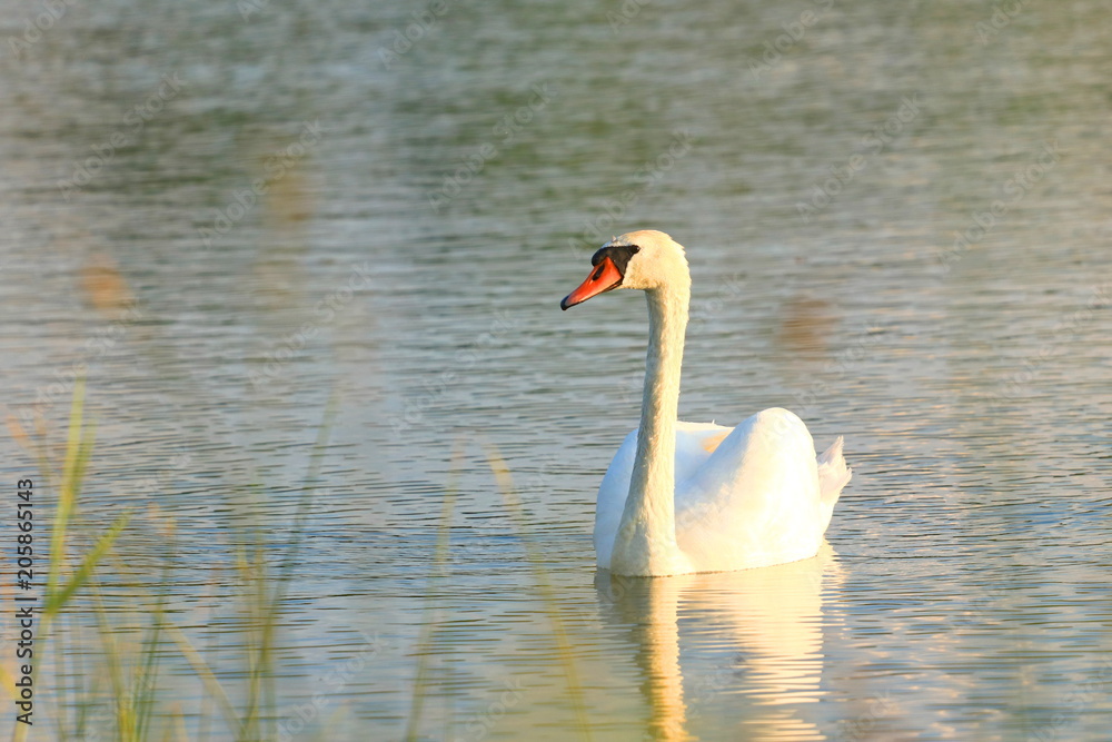 Swan on the lake Swan on the lake