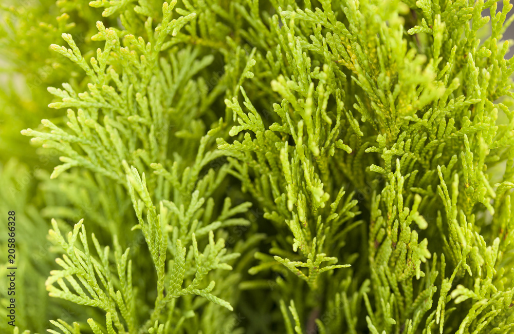 Obraz premium golden thuja macro