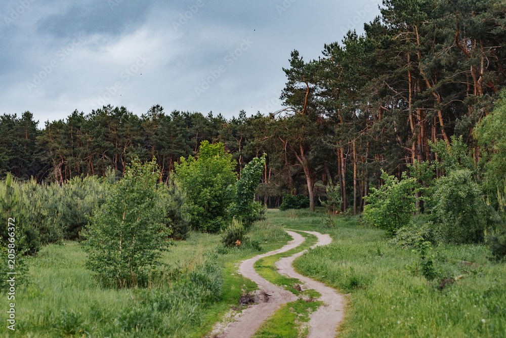 Fototapeta premium Long road in a pine forest. Ecology of the wood. Protection of the environment. The forest is the lungs of the planet. Dirt road. Quasi urbanism Urban forest.