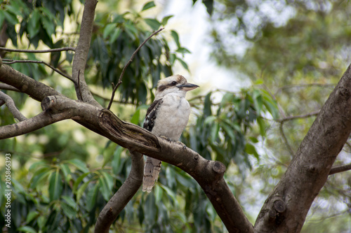 Kookaburra sitting in a tree in Sydney, Australia.