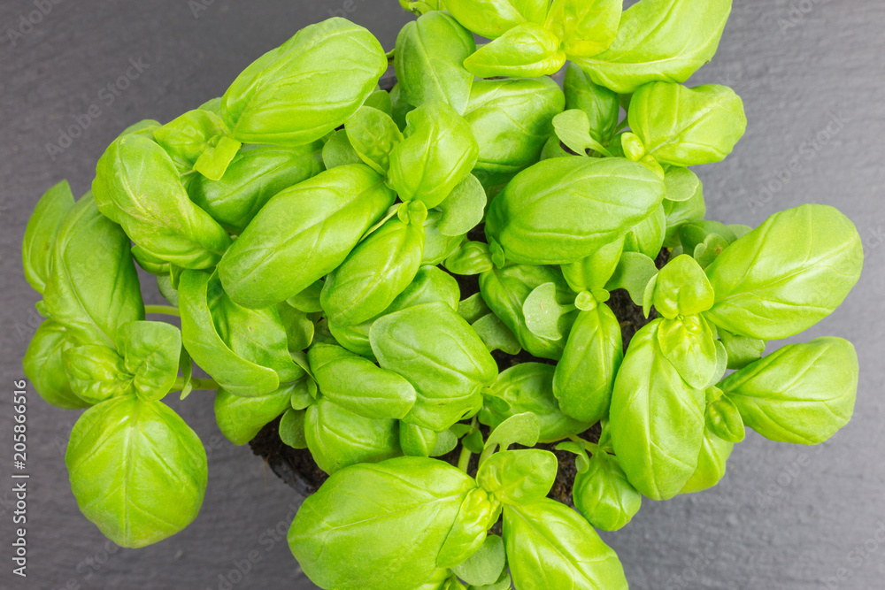 basil plant viewed from top on black background basil plant viewed from top on black background