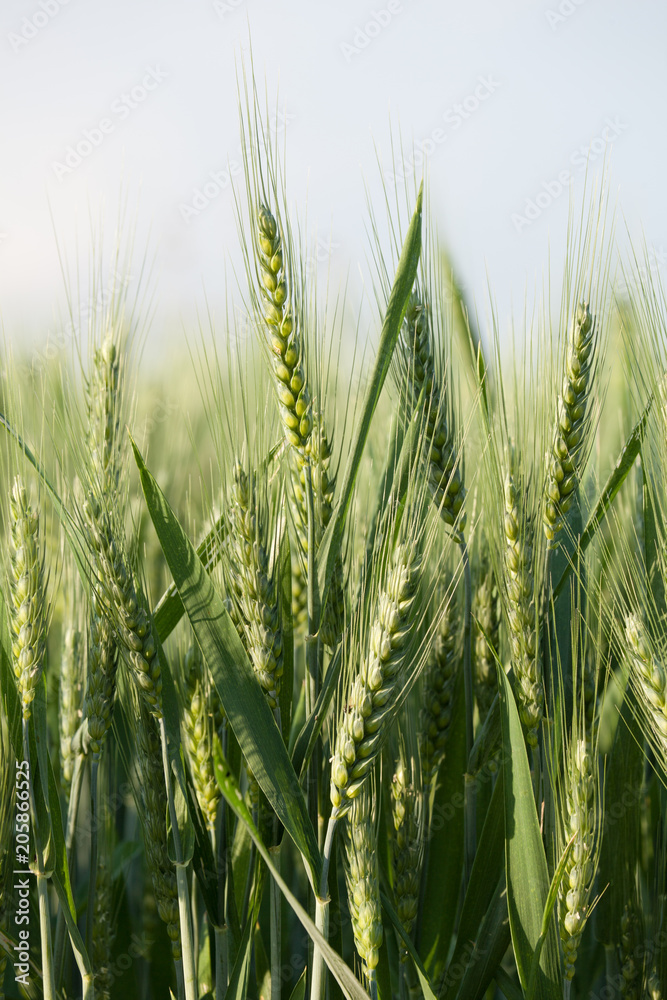 close up on green wheat ears on late spring close up on green wheat ears on late spring