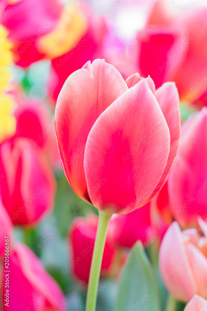 close up of blooming spring tulip flower of pink color close up of blooming spring tulip flower of pink color