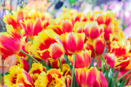  field of bright tulips Canary o red and yellow colors in the garden