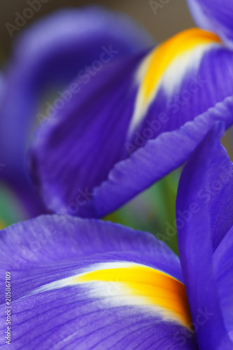 Fototapeta Naklejka Na Ścianę i Meble -  petals of iris macro