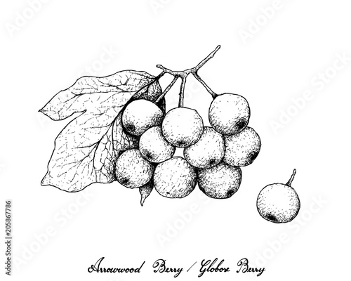 Hand Drawn of Arrowwood Berries or Globose Berries