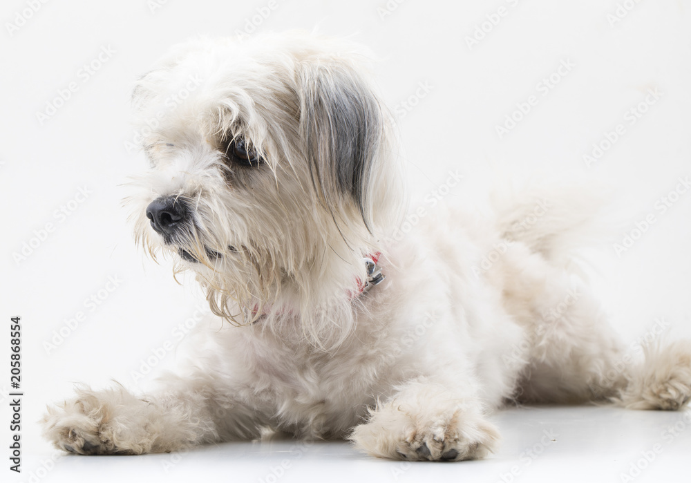 Maltese Canine Puppy Dog on White Background Maltese Canine Puppy Dog on White Background