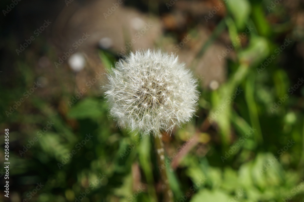 blooming dandelion. white flowers of the medicinal plant in Sunny weather. blooming dandelion. white flowers of the medicinal plant in Sunny weather.