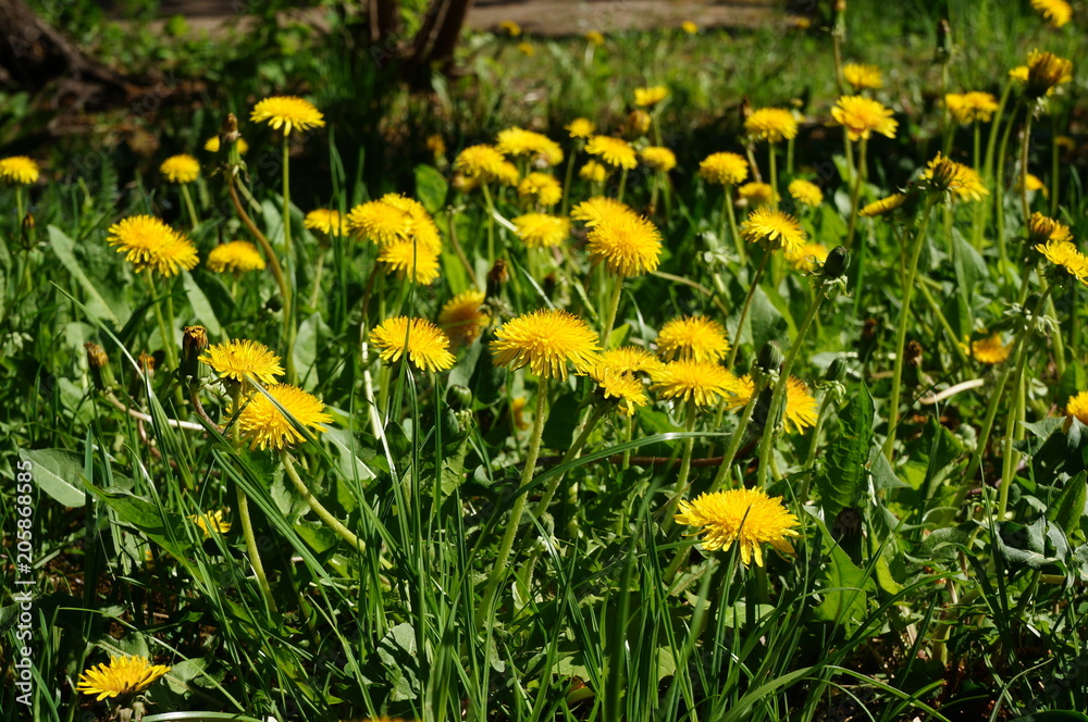 blooming dandelion. bright yellow flowers of the medicinal plant in Sunny weather.