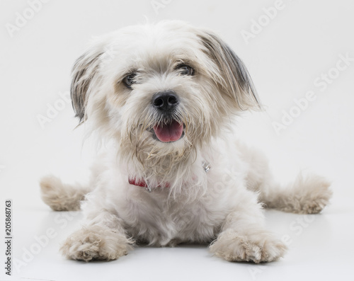 Maltese Canine Puppy Dog on White Background