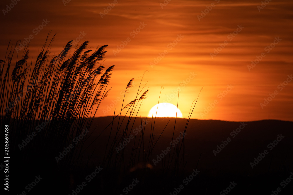 Fototapeta premium Sonnenuntergang im Schilf