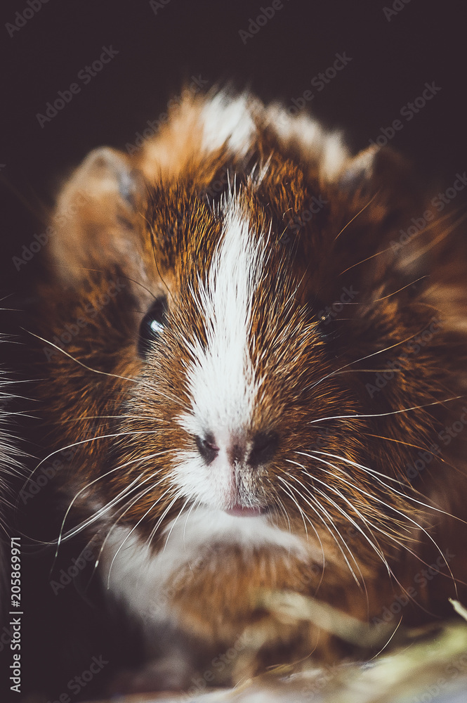 Bebe Cochon D Inde Cobaye Marron Et Blanc Stock Photo Adobe Stock