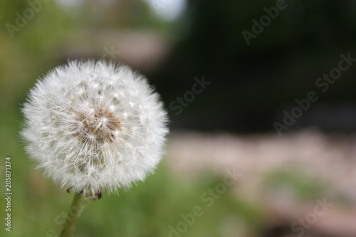 Taraxacum Dandellion Puff in Bokeh Effect