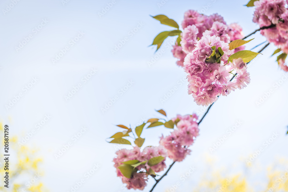Pink flowers on the decorative apple bush over blue sky. Pink flowers on the decorative apple bush over blue sky.