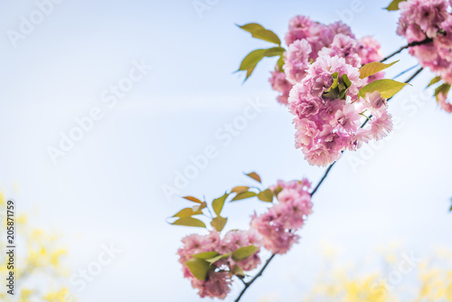 Pink flowers on the decorative apple bush over blue sky.