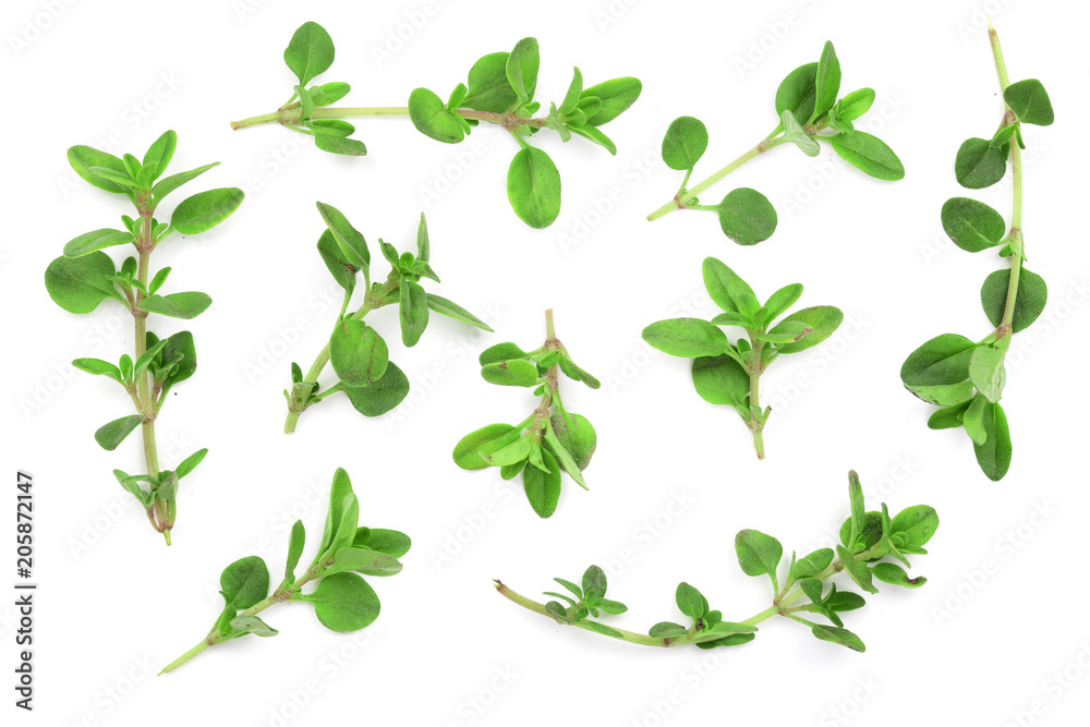 Fresh thyme spice isolated on white background. Top view. Flat lay pattern Fresh thyme spice isolated on white background. Top view. Flat lay pattern