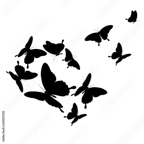black butterfly, isolated on a white