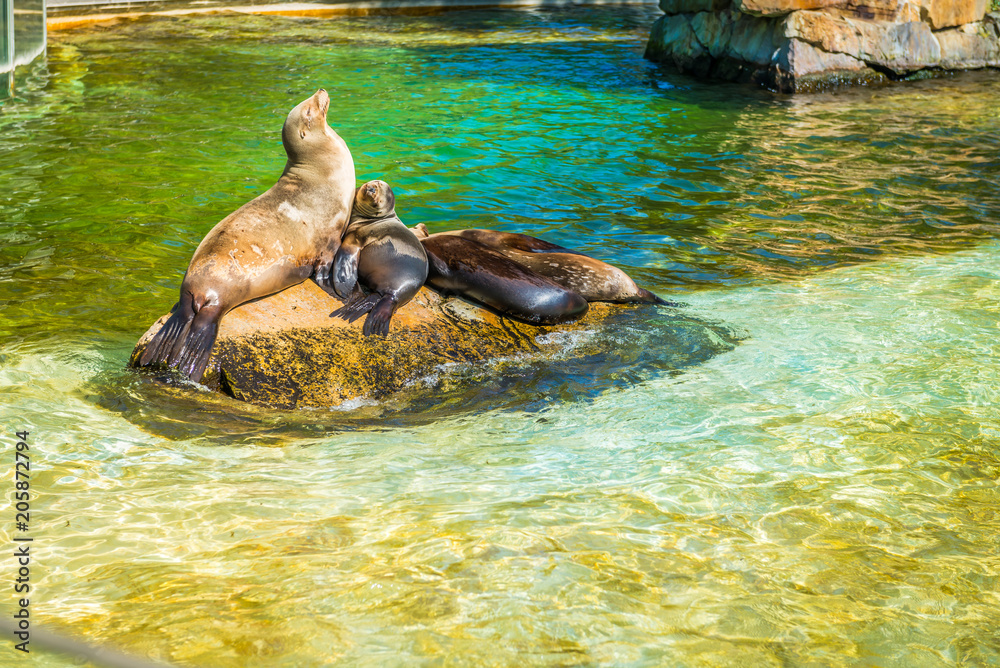 Fototapeta premium Rodzina fok