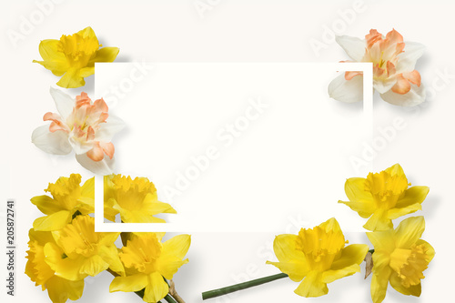 Fototapeta Naklejka Na Ścianę i Meble -  Frame of yellow and white daffodil flowers with space for text on white background. Flat lay, top view