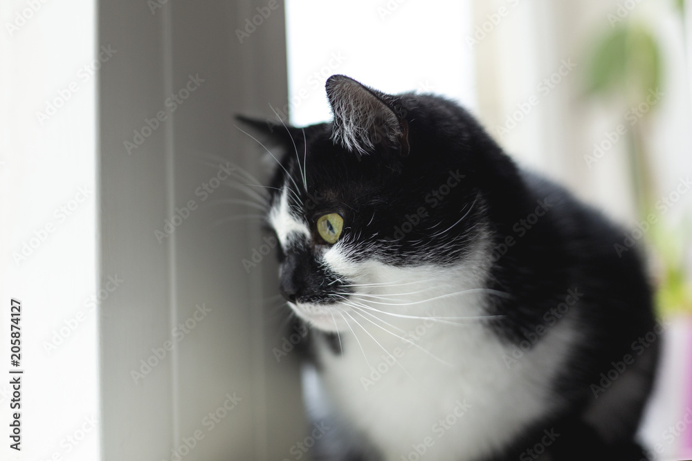 cute young black and whitecat sitting at the window and looking outside