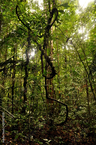 Forêt tropicale