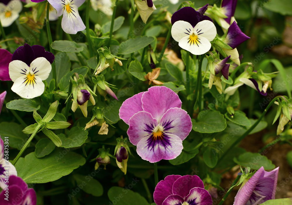 Close up of tender multi-colored violets on the flowerbed - pansy. Close up of tender multi-colored violets on the flowerbed - pansy.
