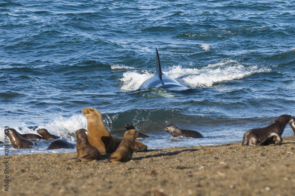 Obraz premium Orki polują na lwy morskie, Patagonia, Argentyna