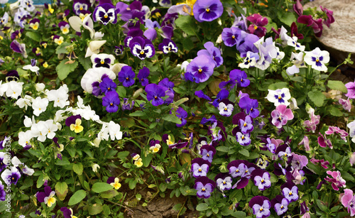 The tender multi-colored violets on the flowerbed - pansy.