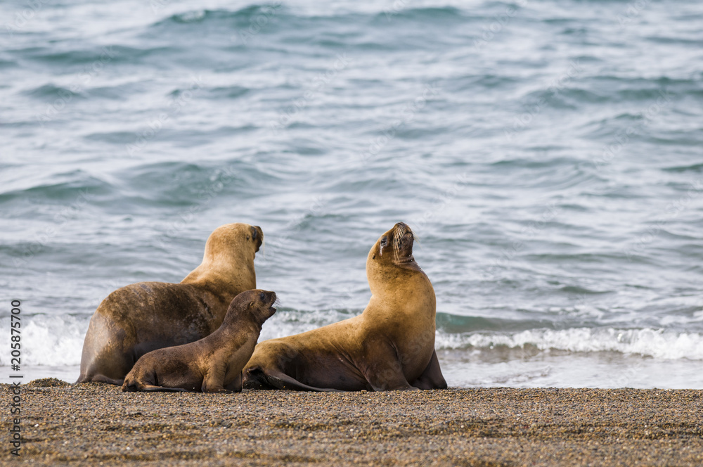 Fototapeta premium Matka i dziecko lew morski, Patagonia