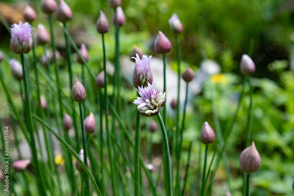 Purple blooming chives in a herbal garden 