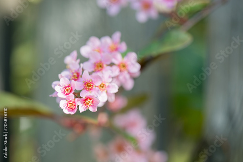 Pink flowers on the bush over blurred background. © Canvas Alchemy