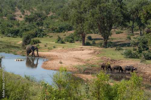 Elephant in Africa surrounding 