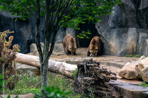 Two Grizzlies photo