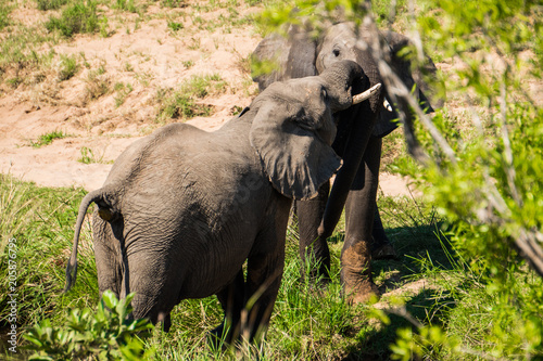 Elephants Playing in Africa photo