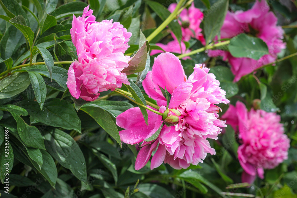 Bush lush pink peonies blooming in the garden.