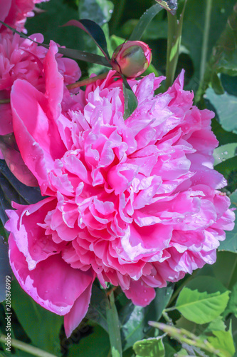 Lush pink peony flower blooms in the garden.