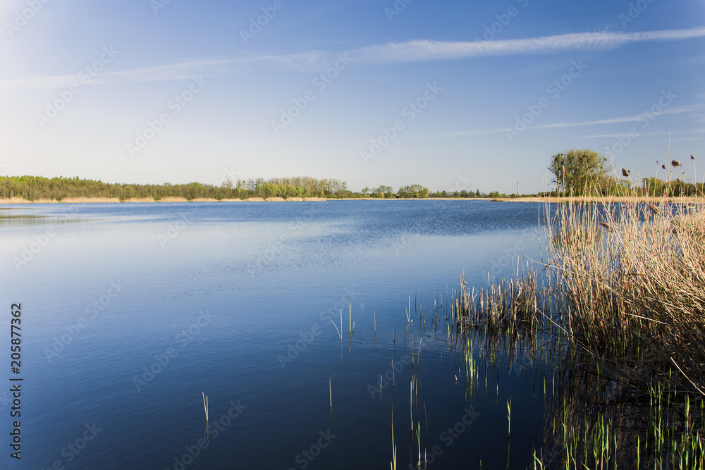 Dry reeds on a blue lake