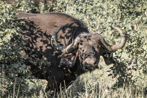 Cape Buffalo Closeup