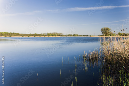 Dry reeds on a blue lake