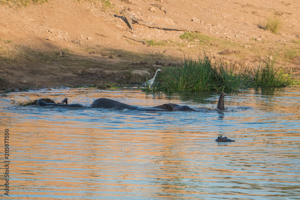 Elephant swimming and talking breath Elephant swimming and talking breath