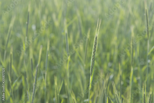 Green Rice Field with white sky background