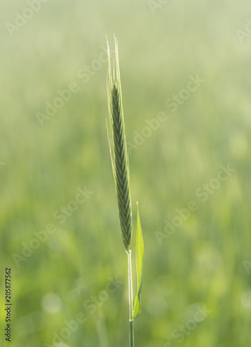 Green Rice Field with white sky background