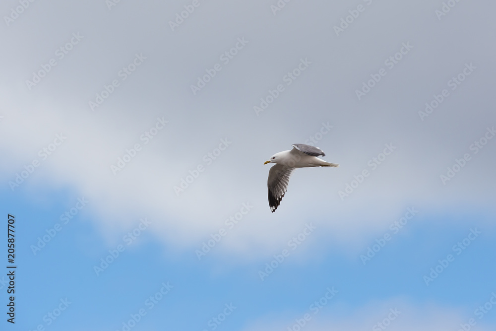 Obraz premium Seagull flying in the sky