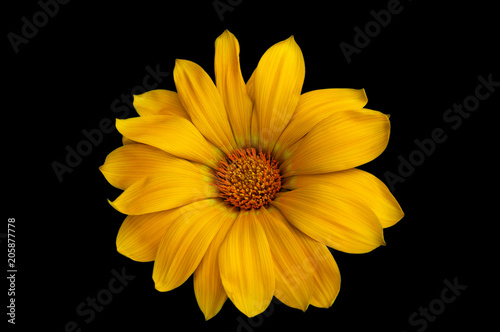 Flower of dimorphoteka  marigold  chamomile  with bright yellow petals on a black background.