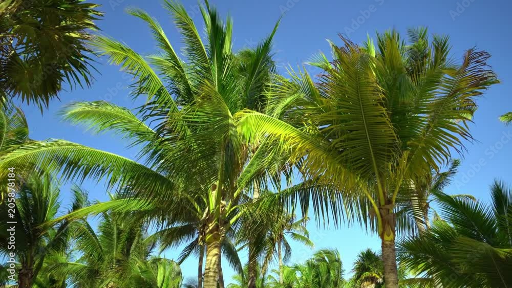 Leaves of coconut palms fluttering in the wind against blue sky. Bottom view. Bright sunny day. Riviera Maya Mexico. Leaves of coconut palms fluttering in the wind against blue sky. Bottom view. Bright sunny day. Riviera Maya Mexico.