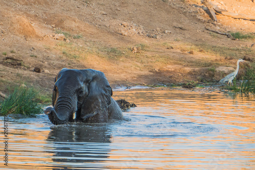 Photography Elephant Swim